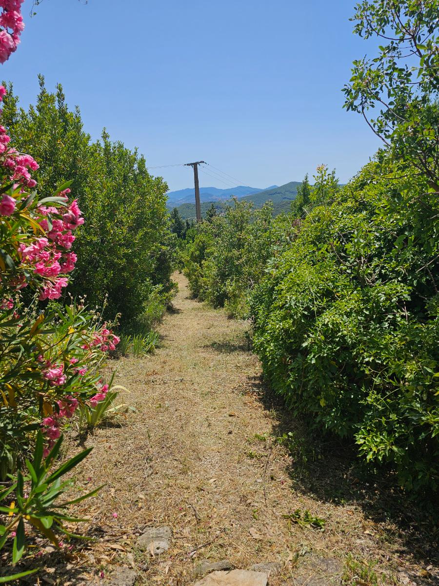 Chantier d'entretien de jardin réalisé par SOS Jardin 34, paysagiste du réseau Factotum, près de Le Bosc